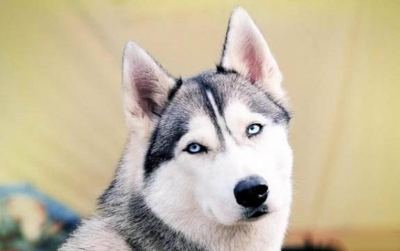 狗狗犬瘟不治療多久會死