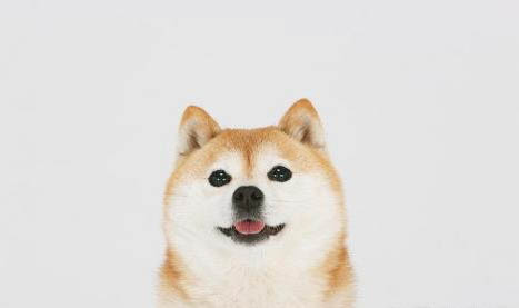 柴犬能吃米飯嗎?