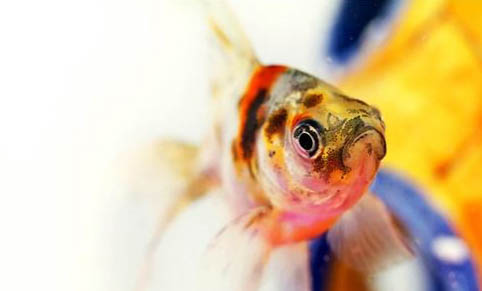 小型觀賞魚(yú)魚(yú)糧哪個(gè)牌子好