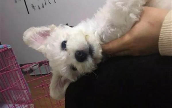 小狗眼睛紅腫是什么原因怎么治療