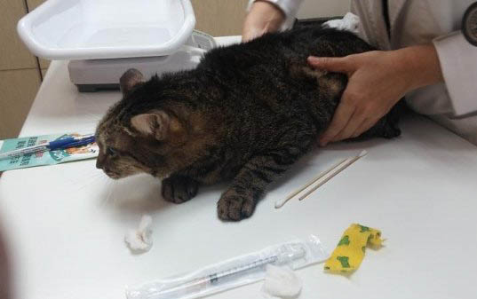 小貓拉肚子的原因及處理方法