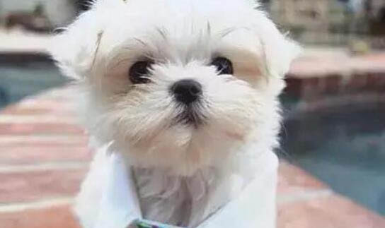 為什么狗狗不喜歡洗澡