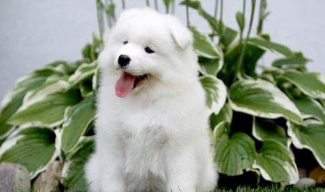 純種薩摩耶幼犬多少錢一只大概