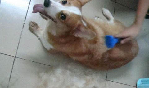 狗狗流產的常見原因