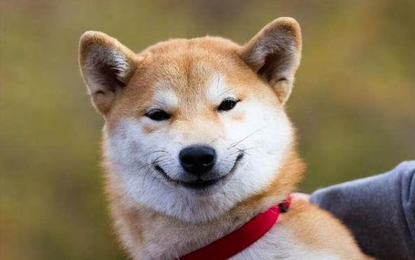 狗為什么喜歡吃屎?