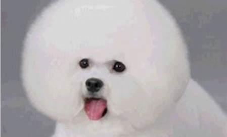 狗狗便血的原因有哪些