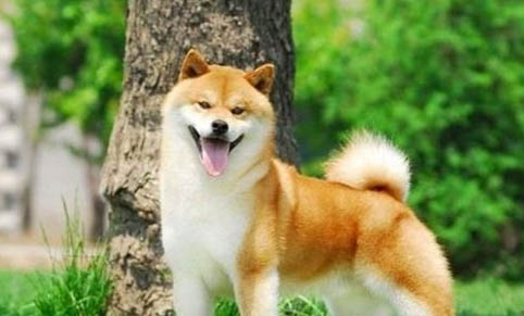 溫州哪里有柴犬賣