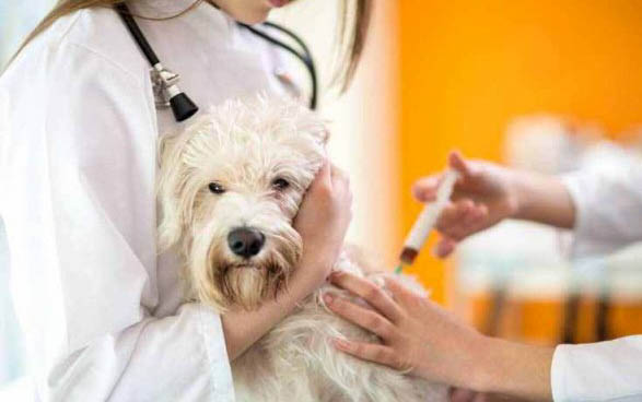 狗狗懷孕能不能體外驅蟲