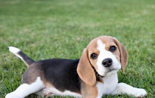 小狗缺鈣抽搐和犬瘟抽搐區別有哪些