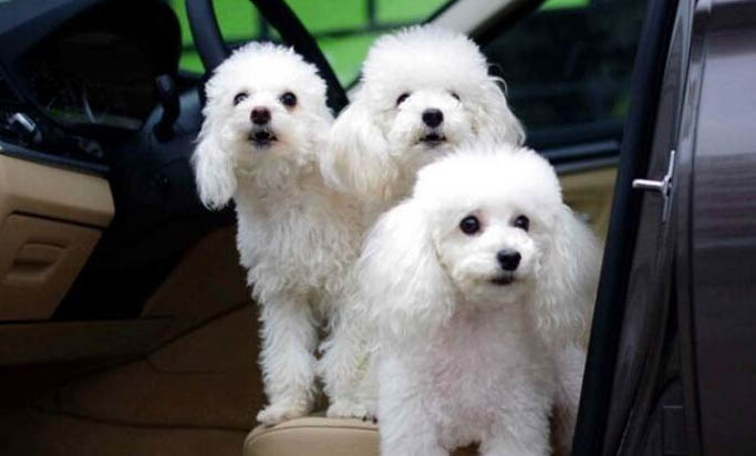 貴賓犬聰明在哪里