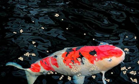 孔雀魚繁殖后多久入缸