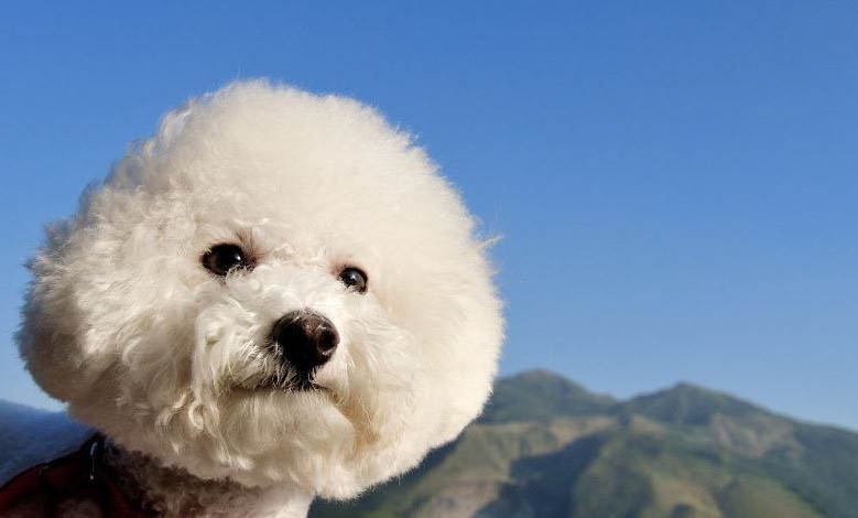 比熊犬最近沒有精神是什么原因