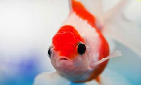 金魚互相咬怎么回事？