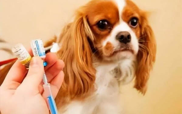 幼狗得了腸炎不吃東西怎么辦