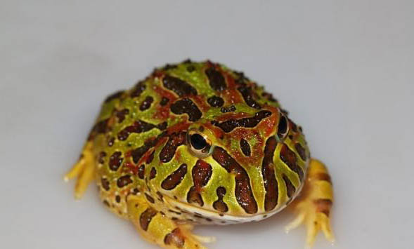 角蛙身體水腫