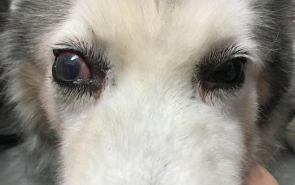 狗狗可以吃蛋黃嗎