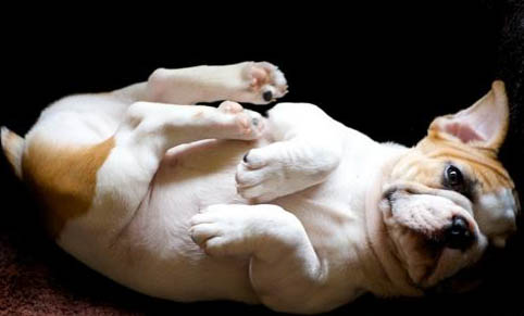 犬貓乳房腫脹的原因