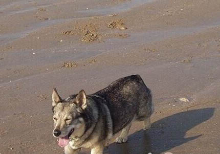柯基犬成犬價格多少錢一只哪里買