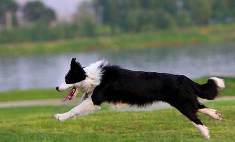 如何訓練邊境牧羊犬