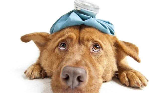 什么狗適合做治愈犬