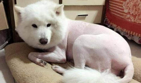 狗狗發燒會引起肝炎嗎