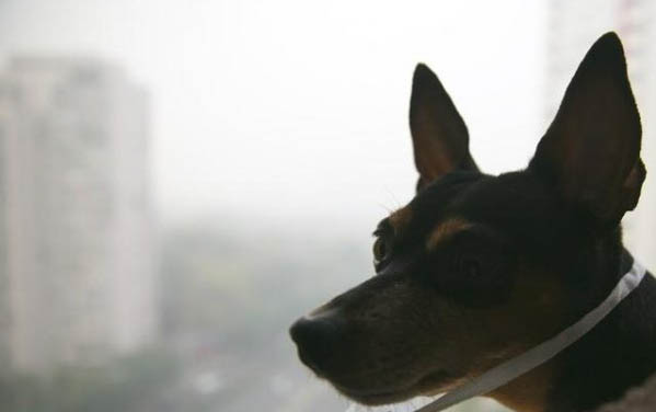 犬瘟在空氣中能活多久