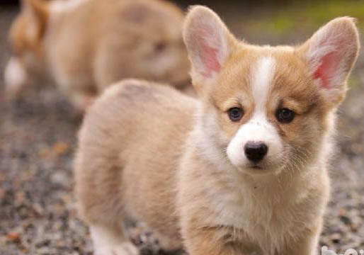 柯基犬和比熊哪個好養