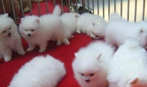 博美犬什么顏色便宜
