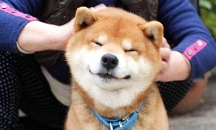日本柴犬價格是多少