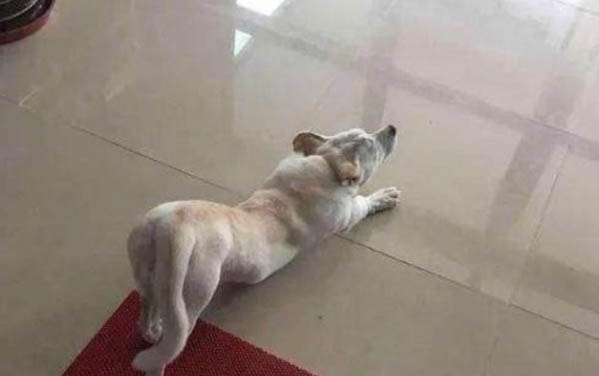 小狗吃完飯半天不拉屎?
