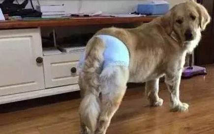 狗狗肺部感染一直喘