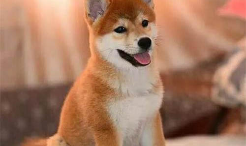 日本秋田犬價格多少錢一只