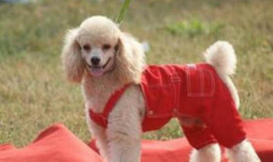 貴賓犬洗澡需要注意點什么