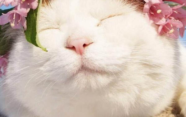 得了貓瘟為什么老喝水