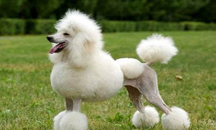 貴賓犬什么顏色最貴