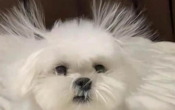 細小犬瘟潛伏期多久