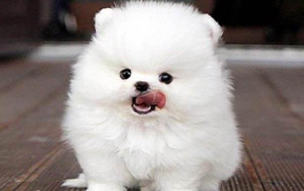 博美犬總是喘咳的原因及處理方法