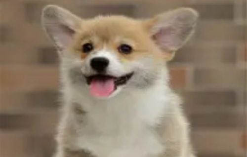 狗瘟都有哪些癥狀