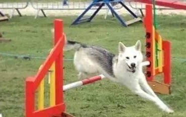 德牧犬舍哪里有