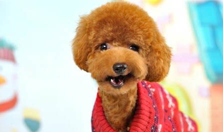 無體味不掉毛的小型犬,體味最小最干凈狗狗排名