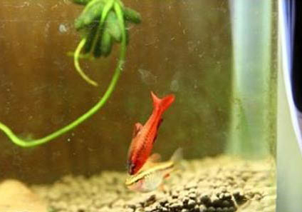 櫻桃燈魚多少錢一條?如同精靈耀眼魚缸!