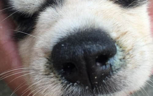 狗狗四腳朝天扭動的原因及處理方法