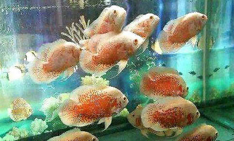 地圖魚混養需要注意什么