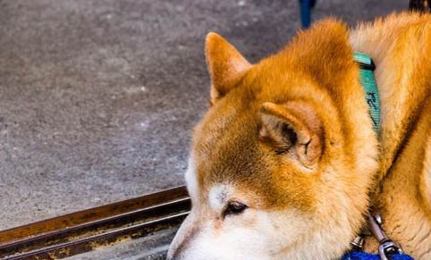 秋田犬和柴犬哪個好?