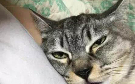 如何防止貓咪抓沙發