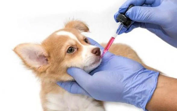 狗狗喉嚨感覺卡了東西怎么辦