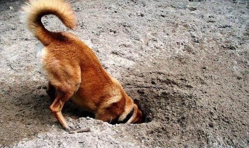 犬瘟在人身上能存活多久?