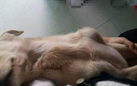 金毛看家護院怎么樣