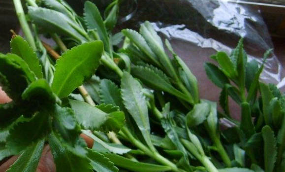 狗狗以前不撕尿墊現在撕