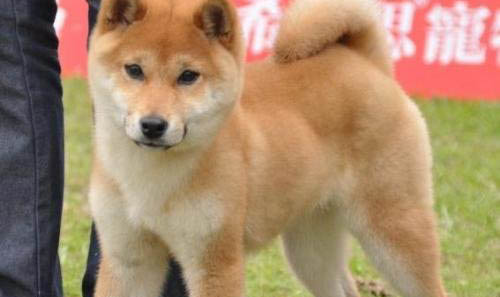柴犬的形態特征